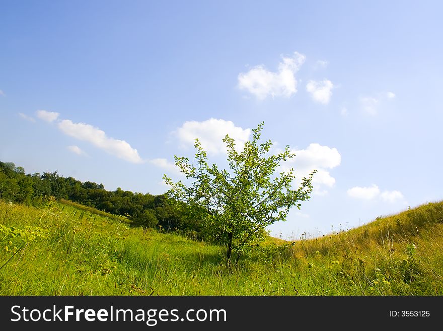 Summer landscape with a tree