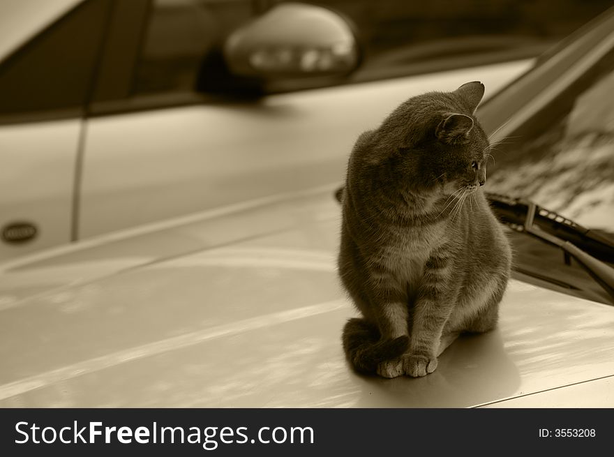 A grey cat quietly seated on a car. A grey cat quietly seated on a car