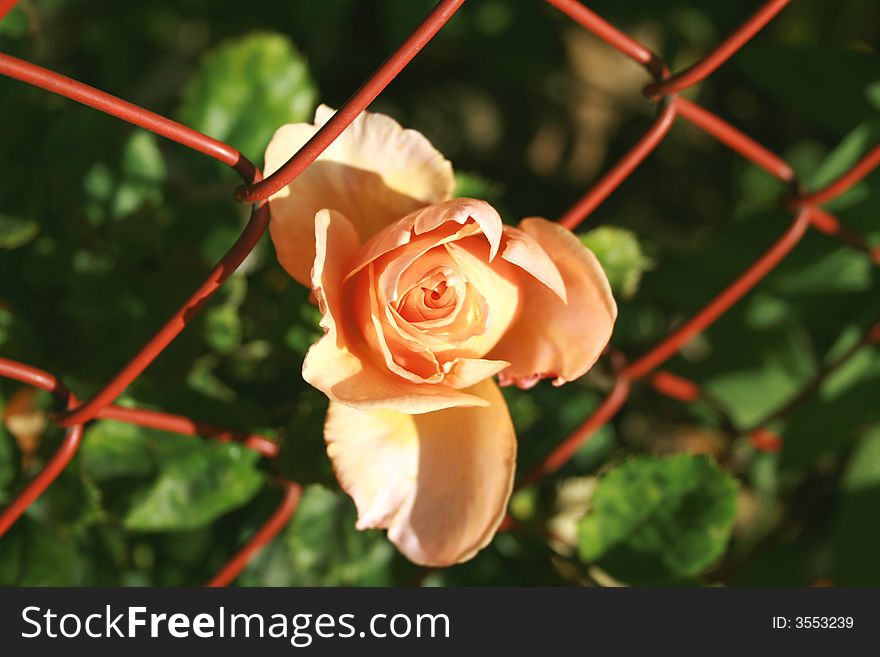 A pink rose thats growing out of the fence, maybe it can serve as a symbol of breaking barriers, for growth, for protection or even for finding your own way. A pink rose thats growing out of the fence, maybe it can serve as a symbol of breaking barriers, for growth, for protection or even for finding your own way