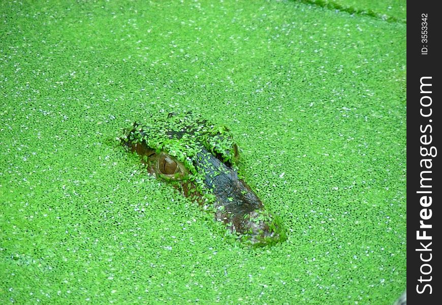 Baby Crocodile In The Water