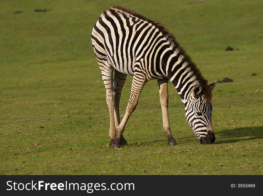 A beautiful young zebra grazing
