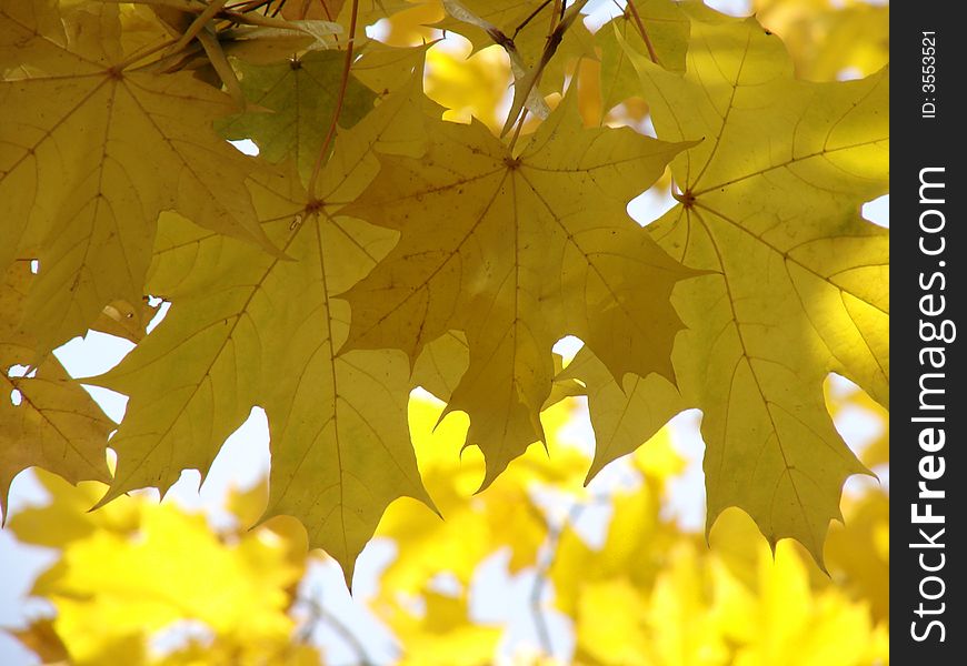 Yellow autumnal maple foliage in the sunbeams. Yellow autumnal maple foliage in the sunbeams