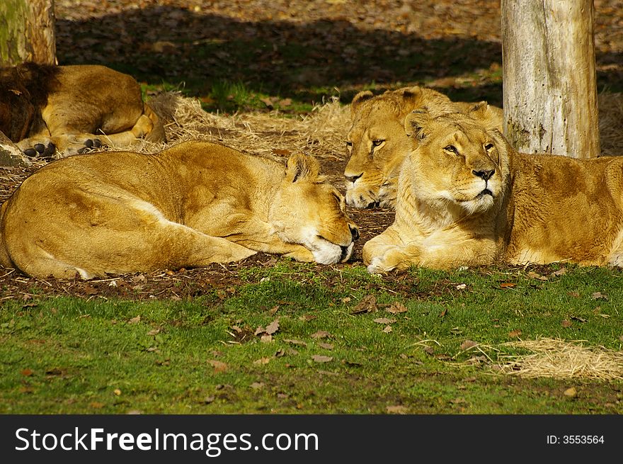 Three wonderful lioness sleeping peacefully