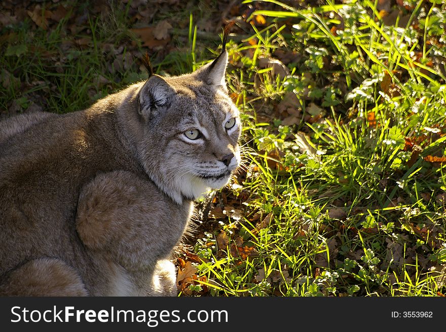 A beautiful and expressive lynx seated in a ray of light. A beautiful and expressive lynx seated in a ray of light