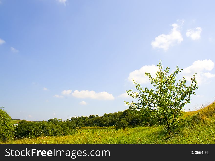 Summer landscape with a little tre