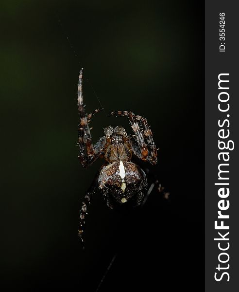 Brown Spider in his net, close up photo