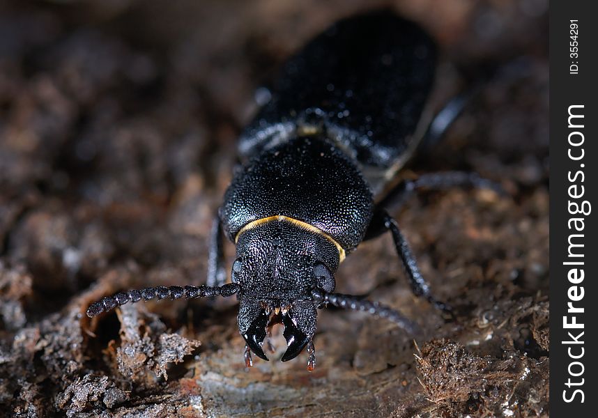 Longhorn beetle (Spondylis buprestoides) , macro shoot