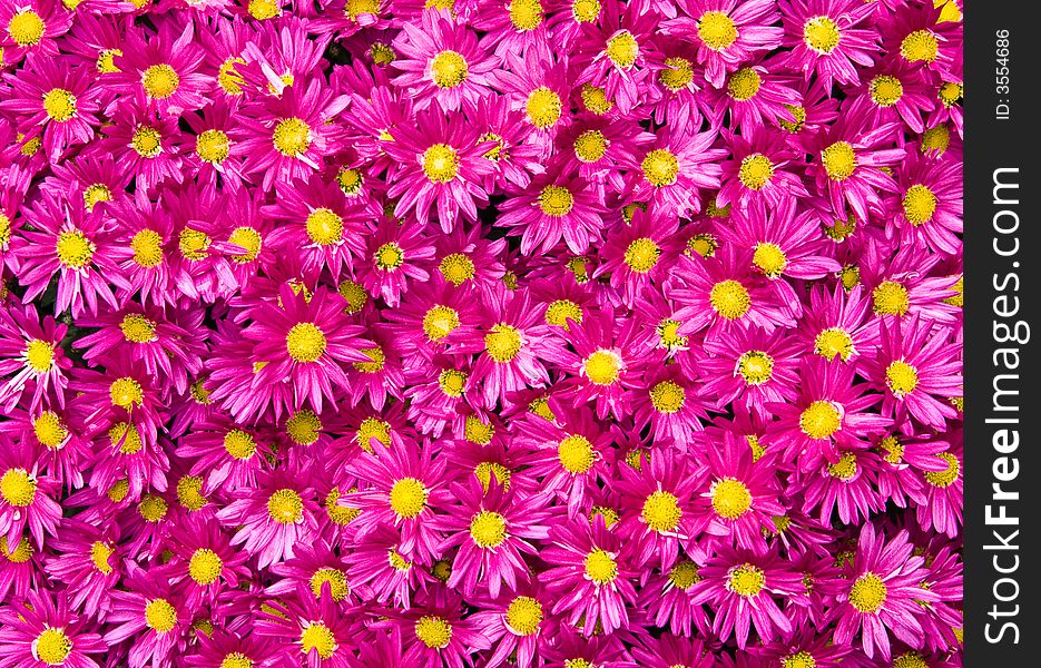 Frame filling purple daisies,intended as background or wallpaper