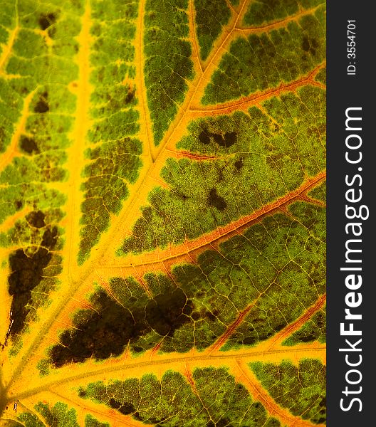 Macro shot of the texture and colours of a maple leaf in autumn. Macro shot of the texture and colours of a maple leaf in autumn