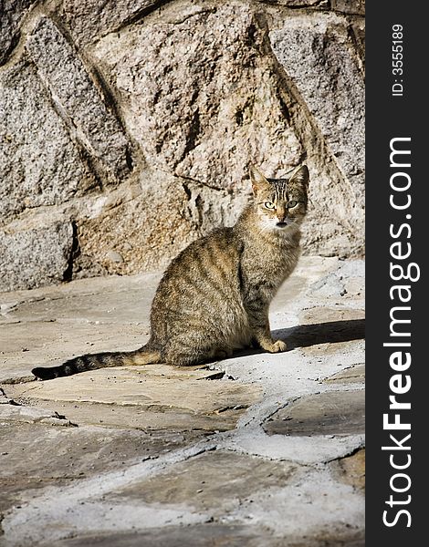 Domestic cat posing in front of a stone wall