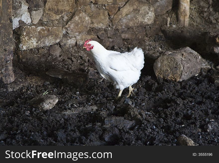 White hen walking in the hen-house