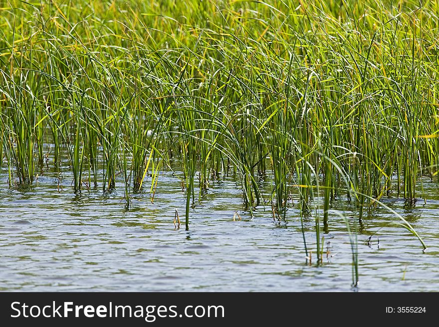 Green plants in the river flow. Green plants in the river flow