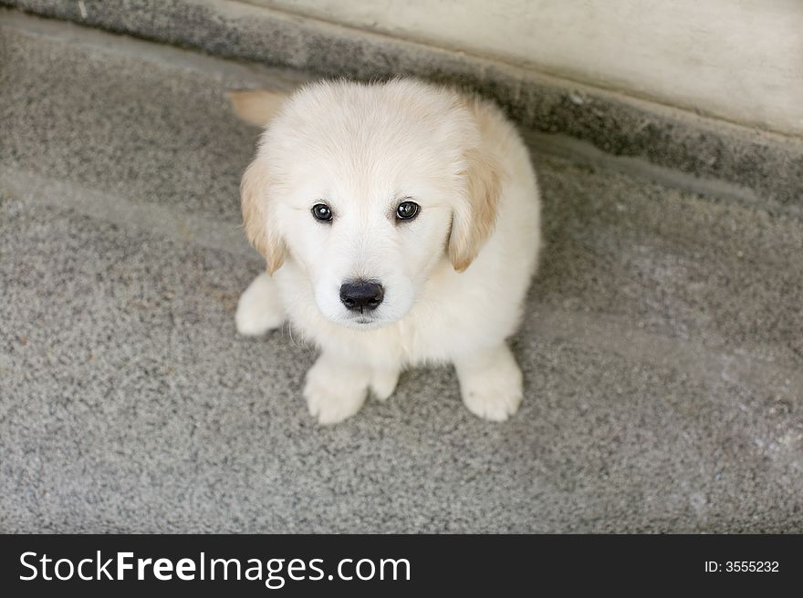 Puppy Golden Retriever looking at the camera