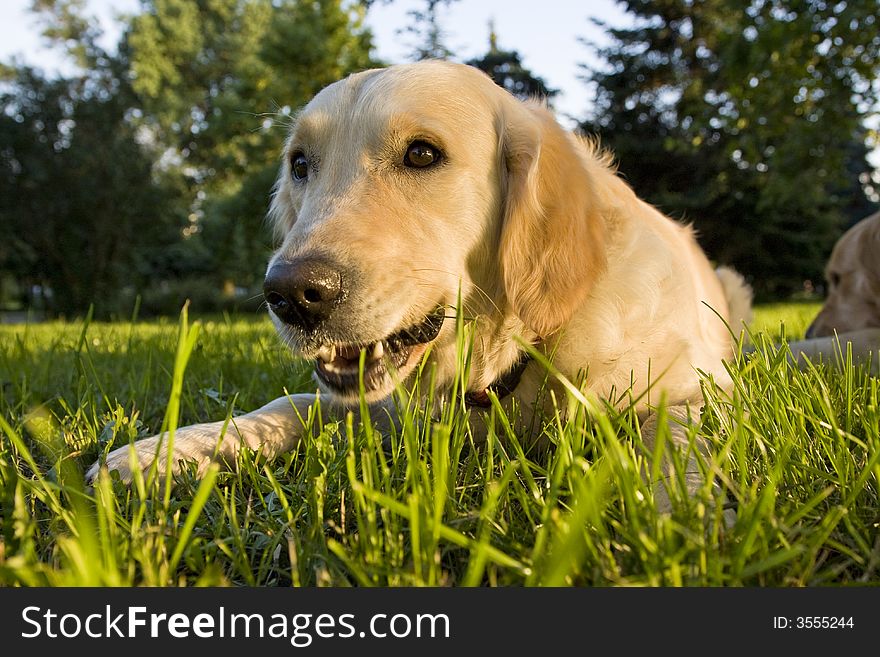Golden retriever nibbling a stick in the park