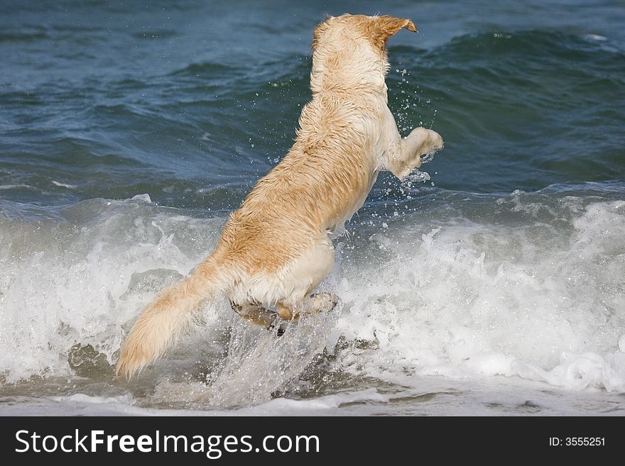 Dog jumping over the waves in the sea