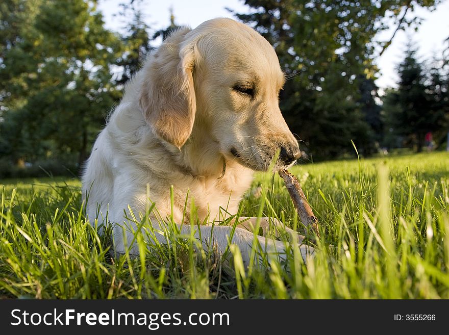 Golden retriever nibbling a stick in the park