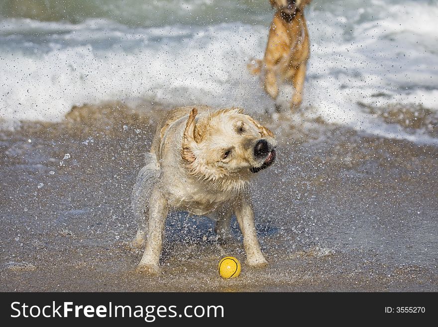 Dog shaking head on the beach