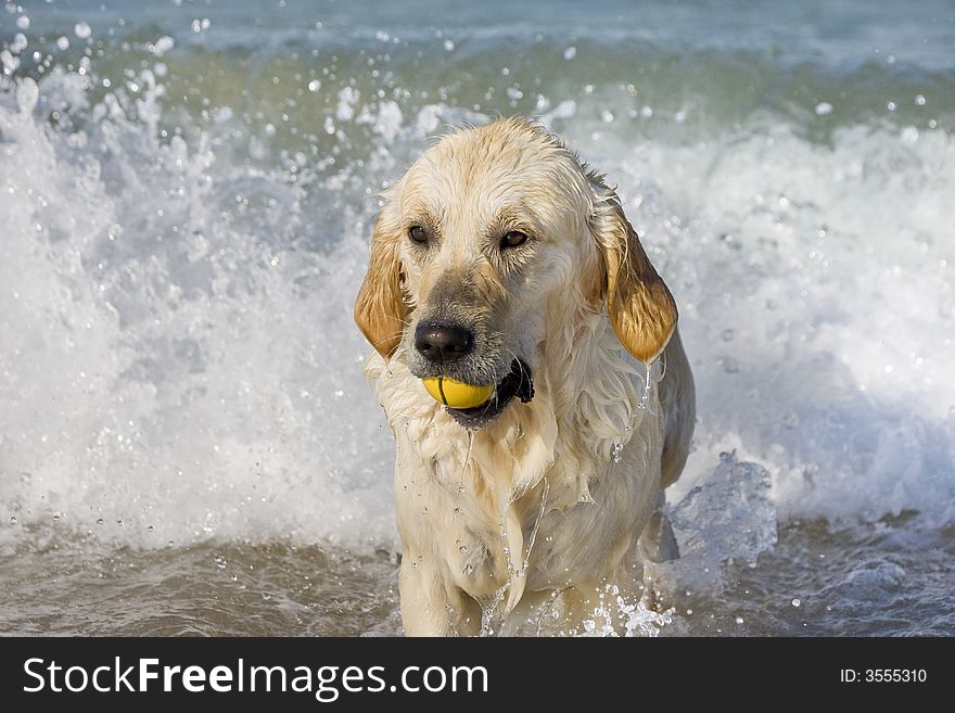 Dog retrieving a ball on the beach