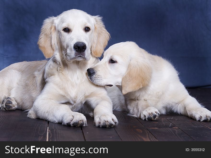 Two puppies Golden Retriever posing