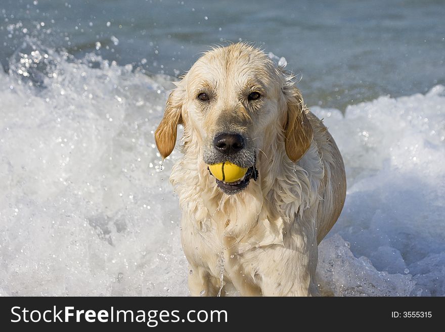 Dog retrieving a ball on the beach