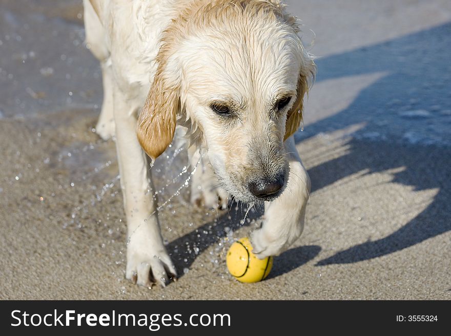 Dog retrieving a ball on the beach