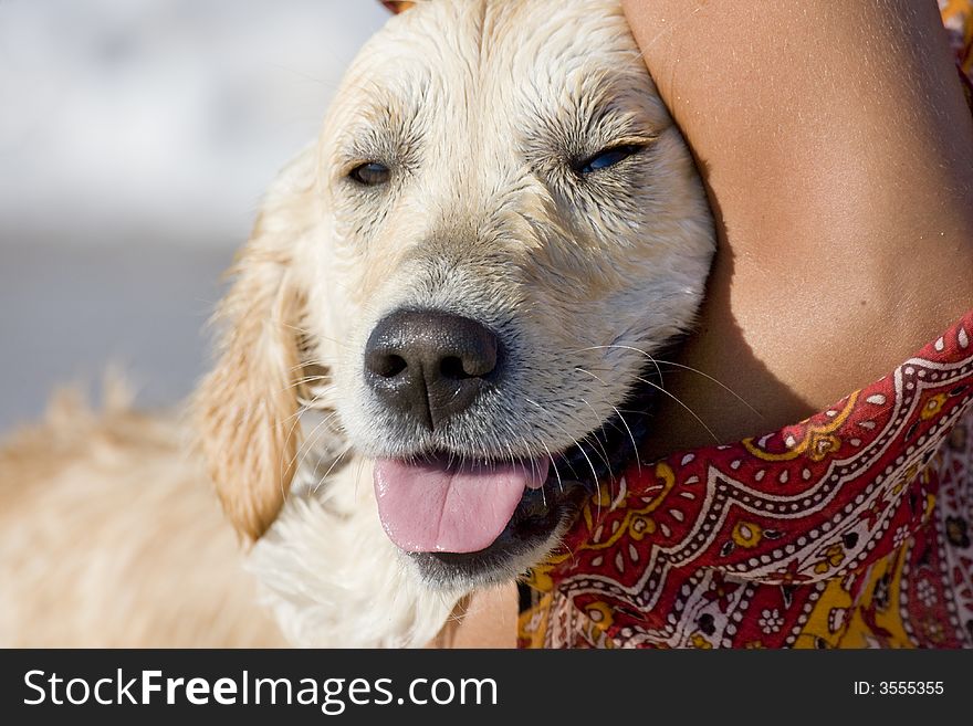 Head of a golden retriever embraced