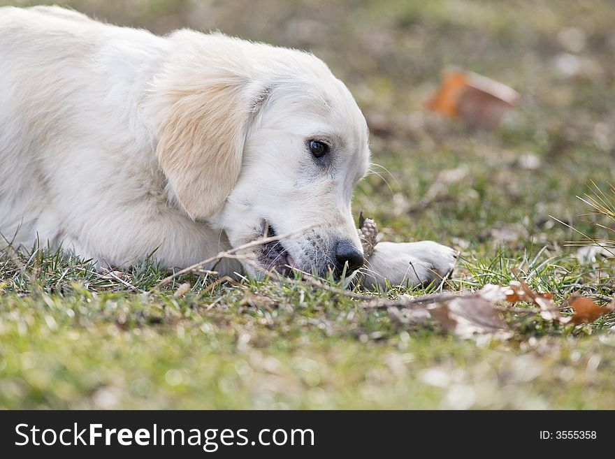 A little puppy dog golden retriever laying in the park