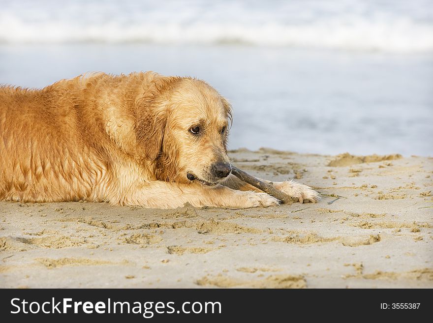 Golden retriever eating a stick close to the water. Golden retriever eating a stick close to the water