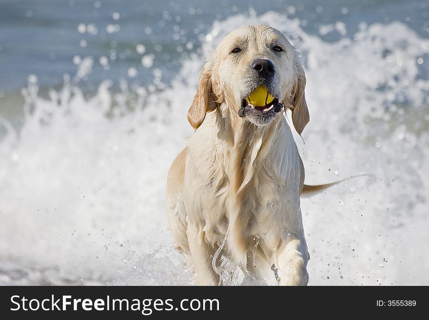 Golden retriever coming out of the water with a small yellow ball in his mouth. Golden retriever coming out of the water with a small yellow ball in his mouth