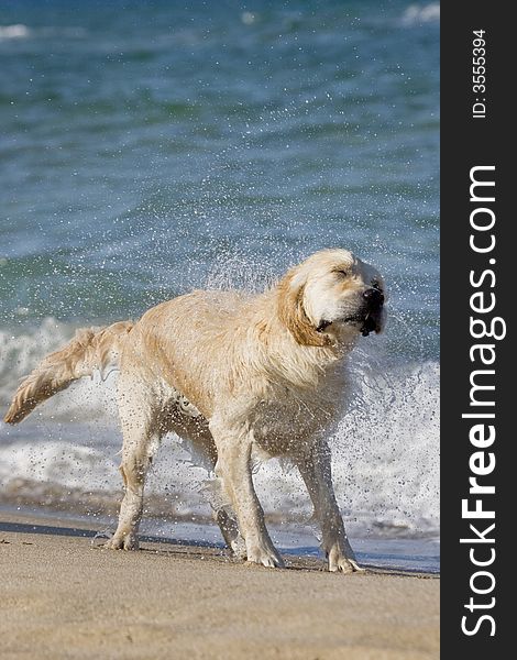 Golden Retriever shaking head on the beach. Golden Retriever shaking head on the beach