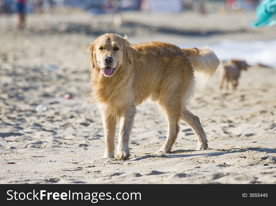 Golden retriever walking on the beach. Golden retriever walking on the beach