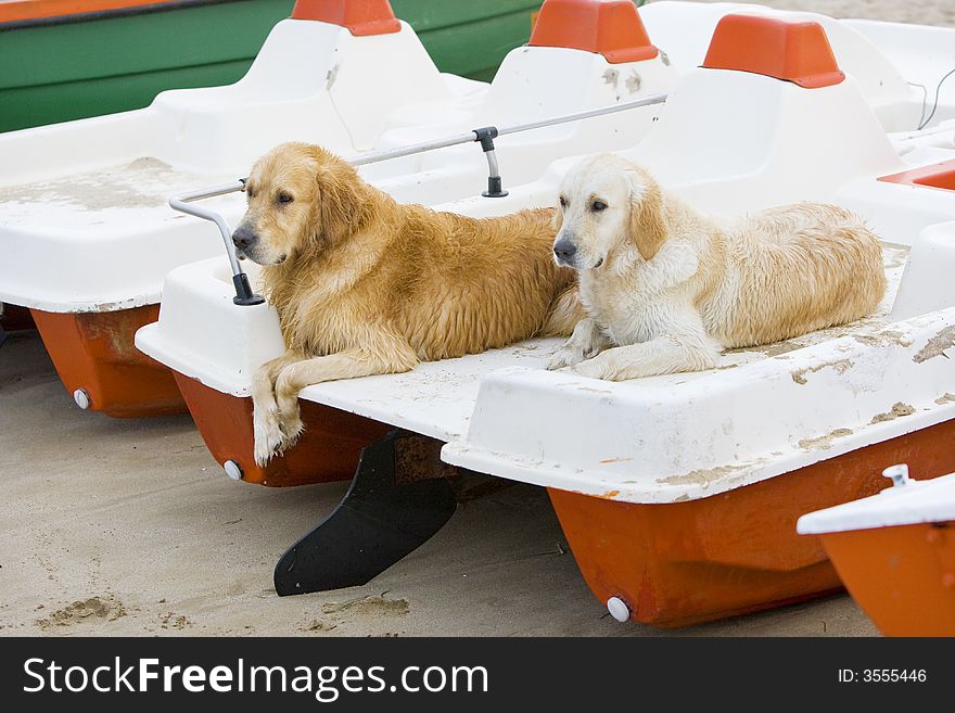 Two wet golden retriever laying on a water wheel on the beach. Two wet golden retriever laying on a water wheel on the beach