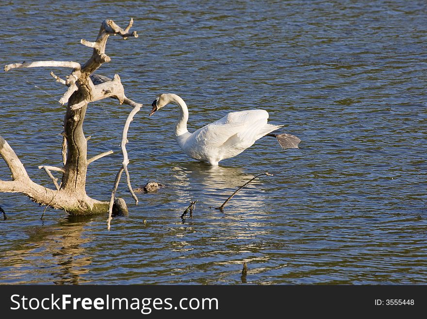 Mute swan living in the water