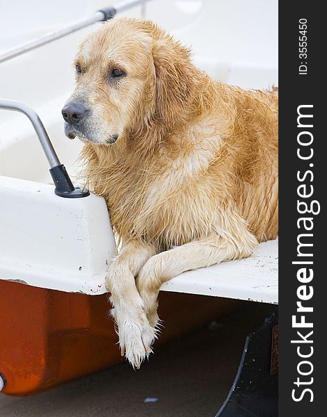 Wet golden retriever posing on a water wheel on the beach in the late afternoon