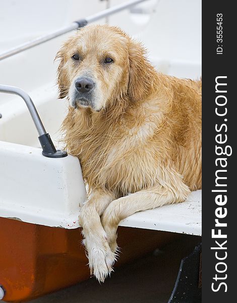 Wet golden retriever posing on a water wheel on the beach in the late afternoon