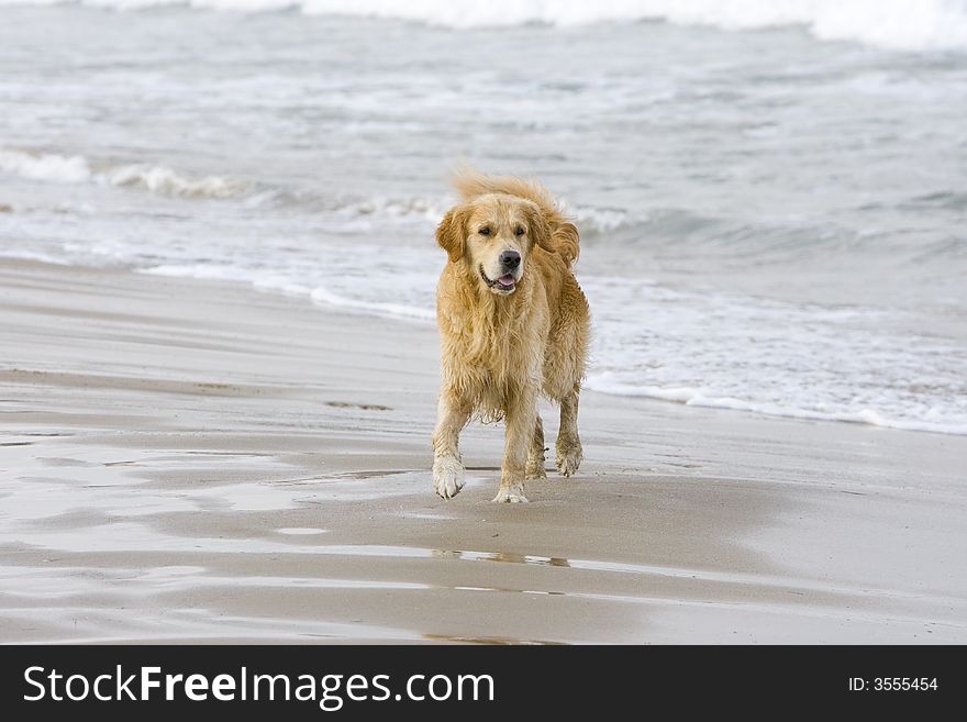 Golden retriever coming out of the water