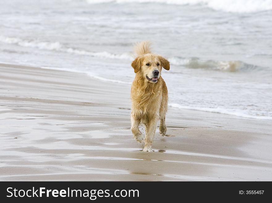 Golden retriever coming out of the water