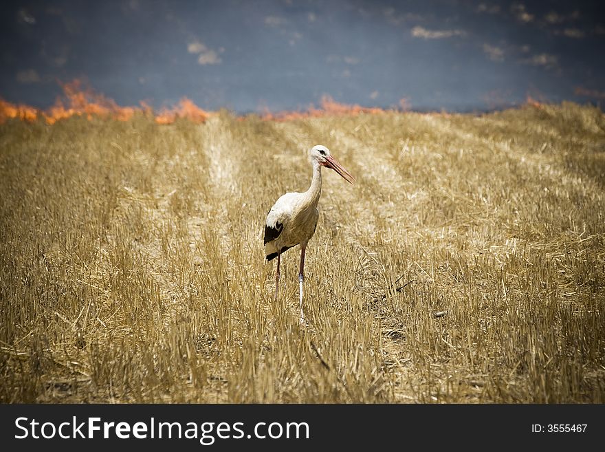 White Stork walking in the burning field