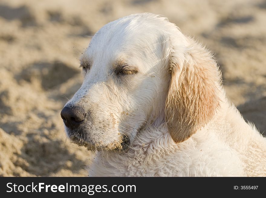 Portrait of a sleeping on the beach. Portrait of a sleeping on the beach