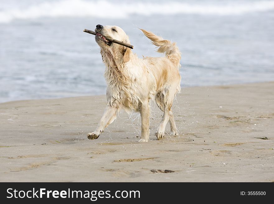 Golden retriever walking on the beach with a stick