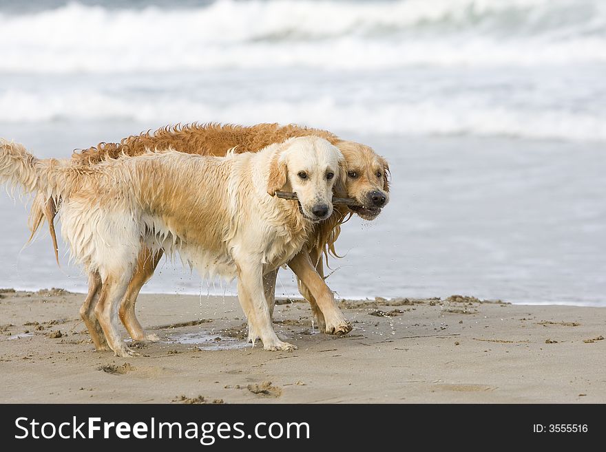 Two golden retrievers biting the same stick on the beach