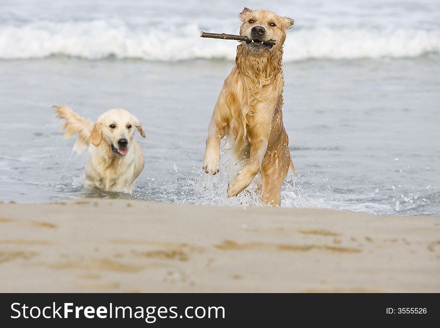 Two Golden retrievers running out of the water
