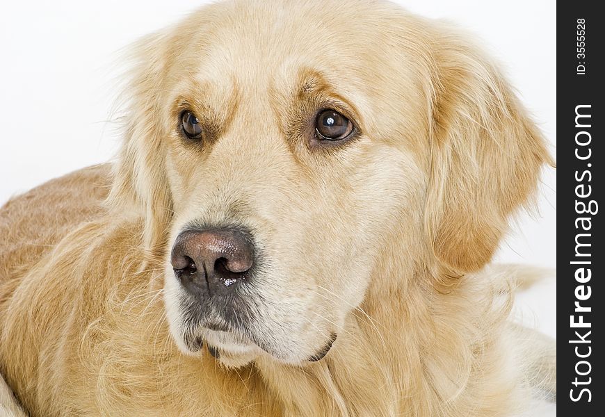 Portrait of golden retriever laying on a white background