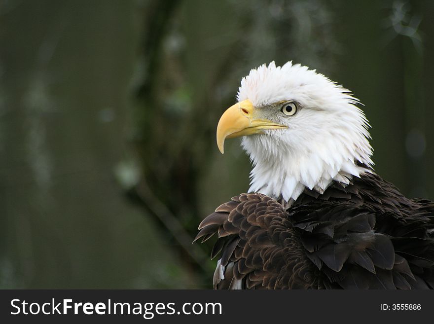 The American Bald Eagle, a symbol of America.