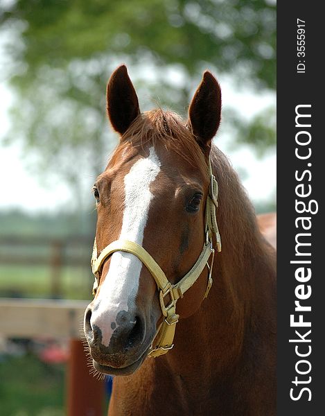 Face of quarter horse mare. Face of quarter horse mare