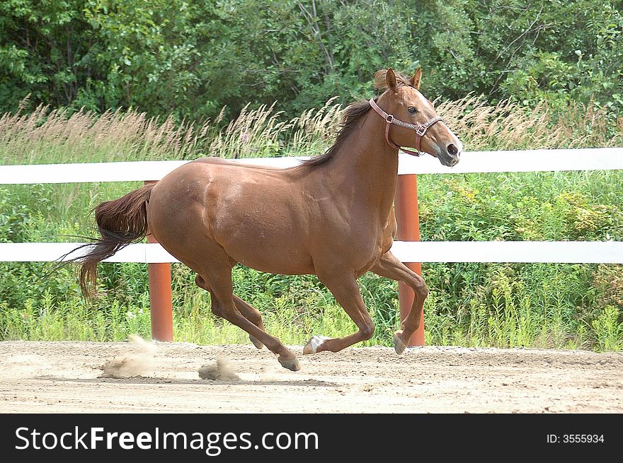 A Quarter Horse Mare