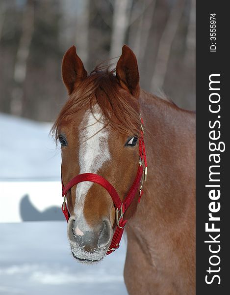 This horse is my Famous Chocolate. This horse is my Famous Chocolate