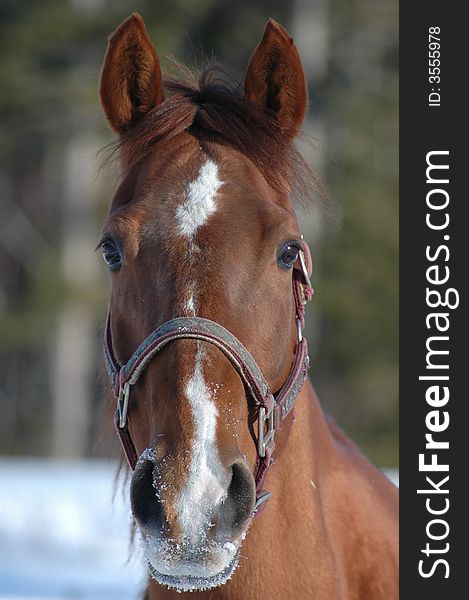 An attractive quarter horse mare. An attractive quarter horse mare