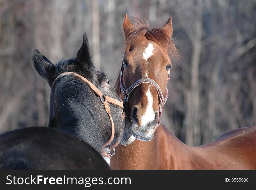 Two horses like to scratch. Two horses like to scratch