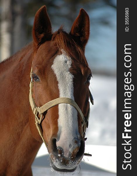 A splendid head of quarter horse mare. A splendid head of quarter horse mare